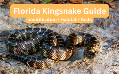 Florida Kingsnake: Identification, Habitat, Behavior, and FAQs