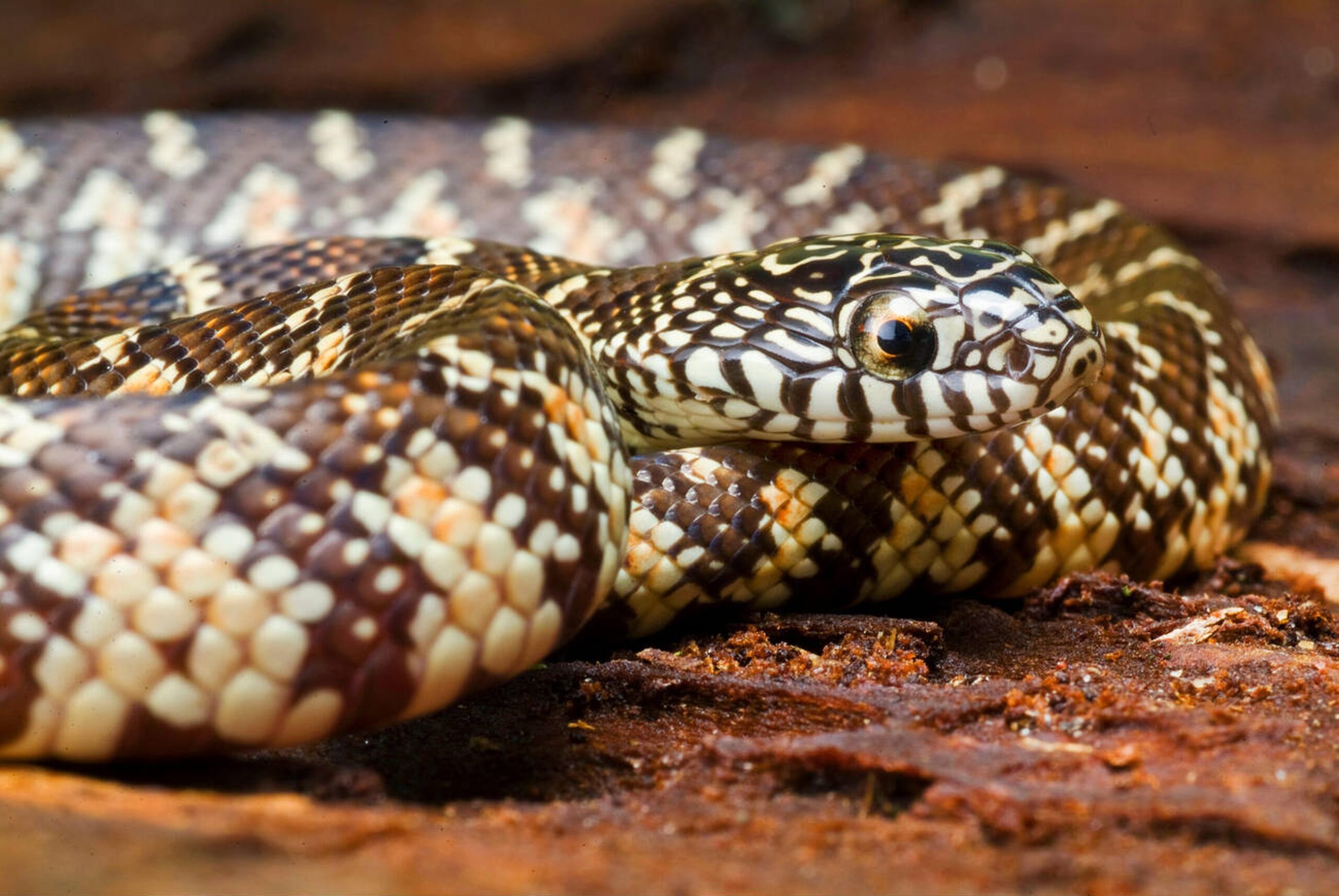 Florida Kingsnake in pine forest habitat
