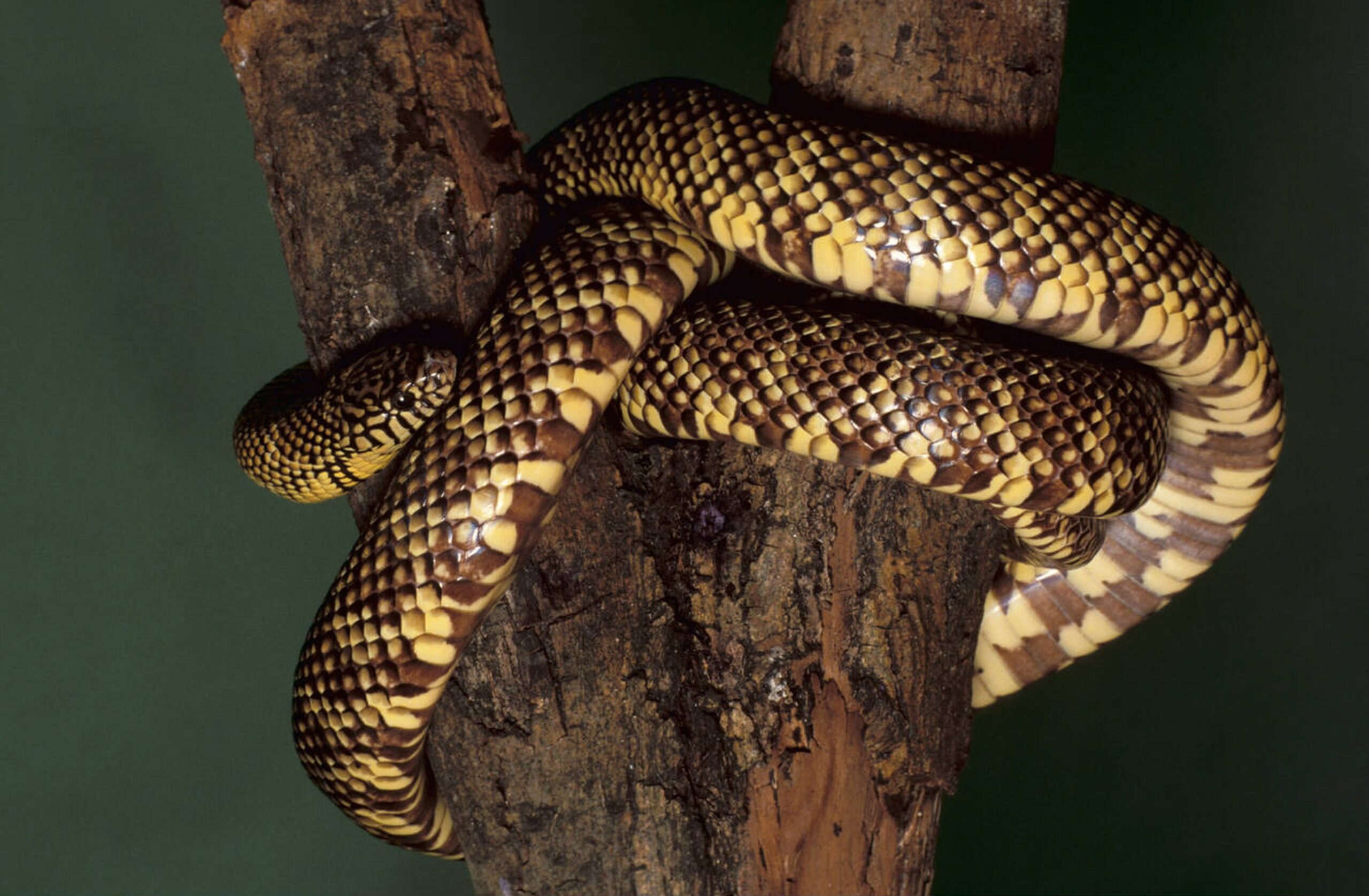 Black and yellow Florida Kingsnake with banded pattern