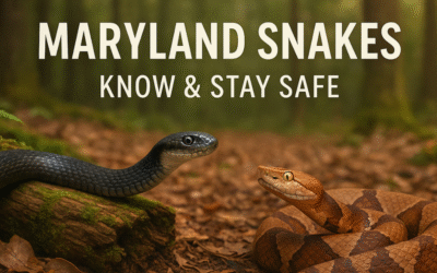 Maryland Snakes: What You Need to Know to Stay Safe and Informed