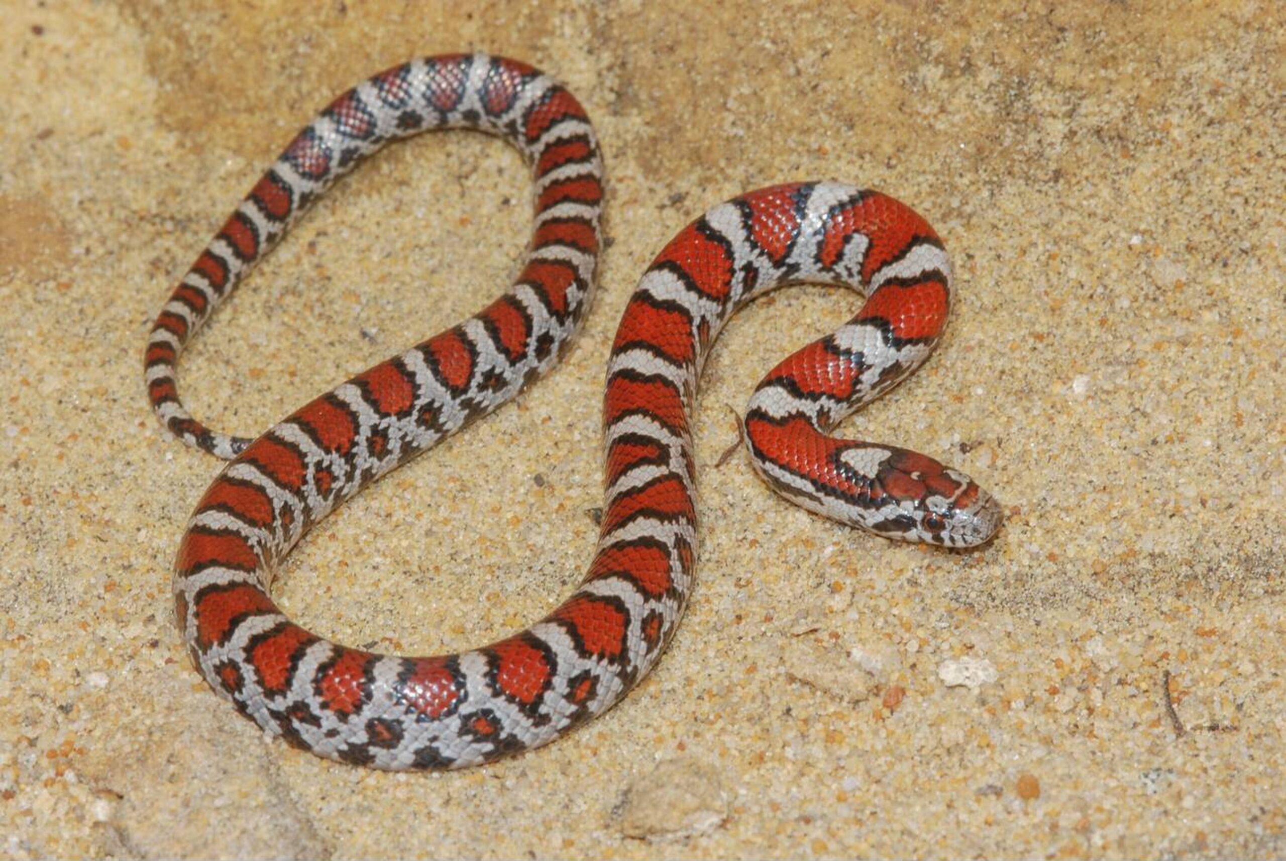 Mississippi Milk Snake habitat in southern US woodlands and grasslands