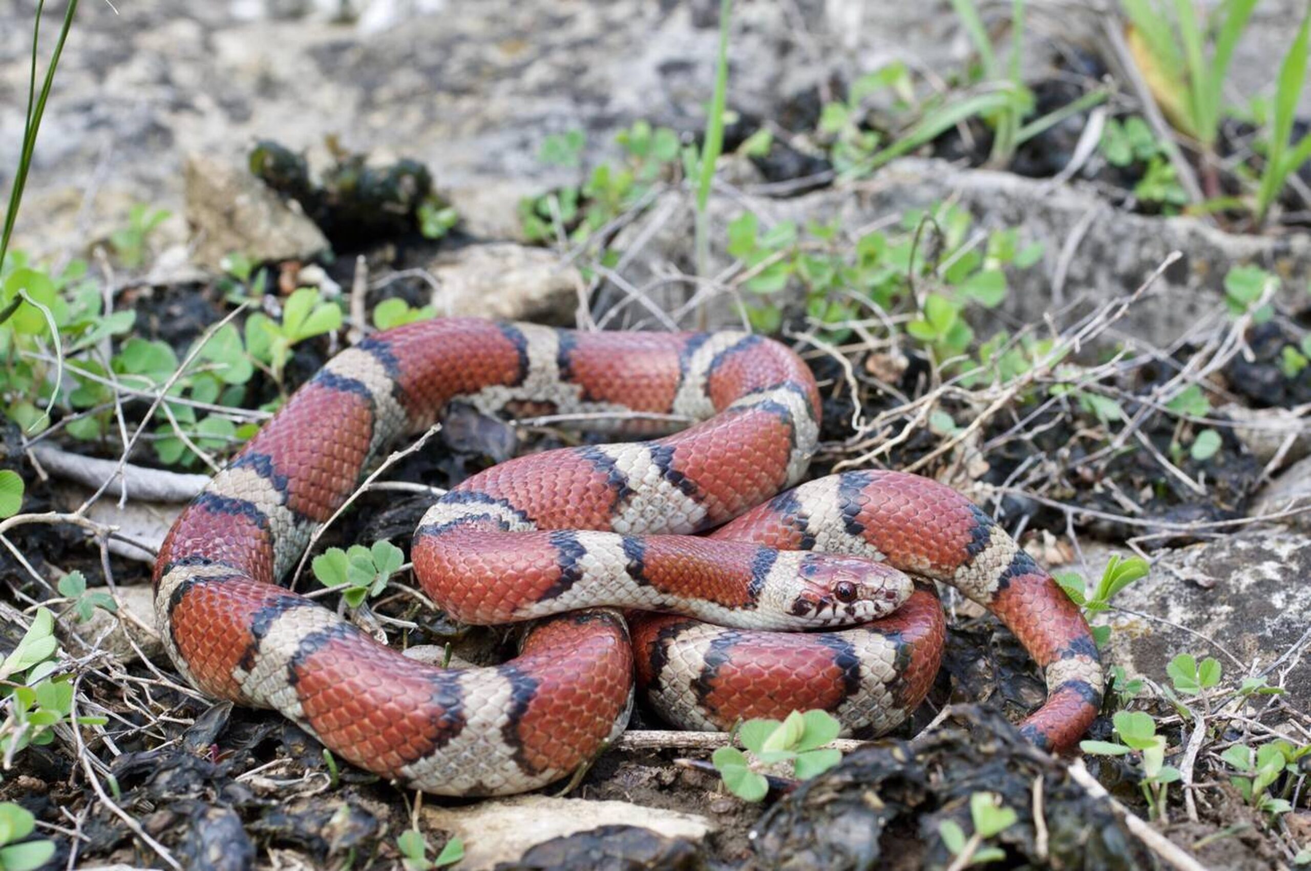 Mississippi Milk Snake displaying red, black, and cream bands for identification