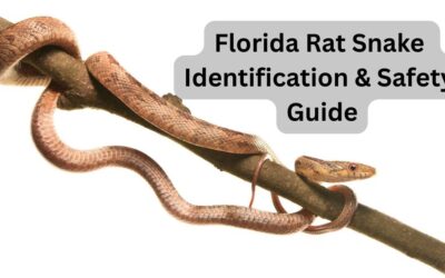 Florida Rat Snakes: The Ultimate Guide to Identification, Behavior, and Safety